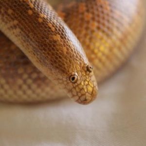 Meet your Posher, Anabelle